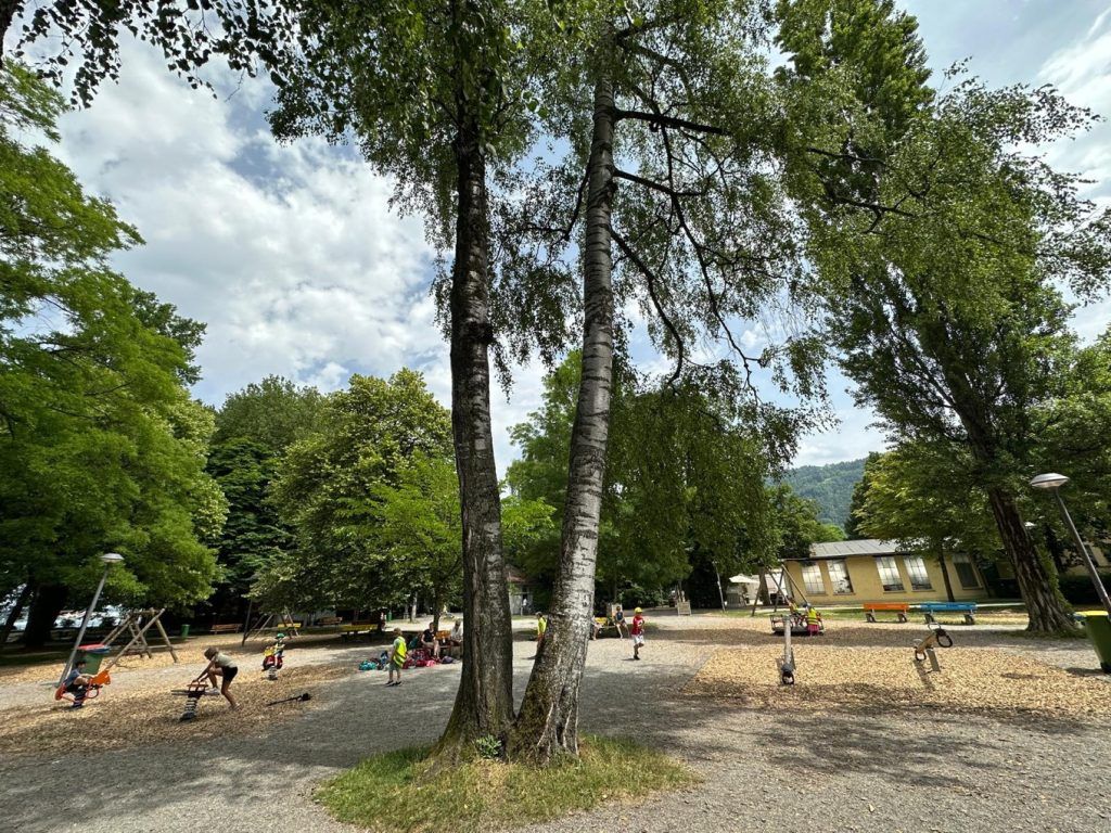 Abschied von einer alten Birke: Kranker Baum in Seeanlagen wird gefällt