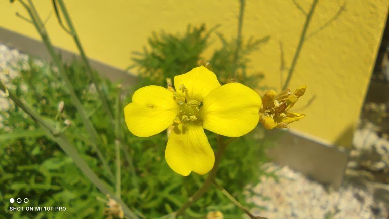Am Rande des Kiesweges strahlte die gelbe Rukolablüte.