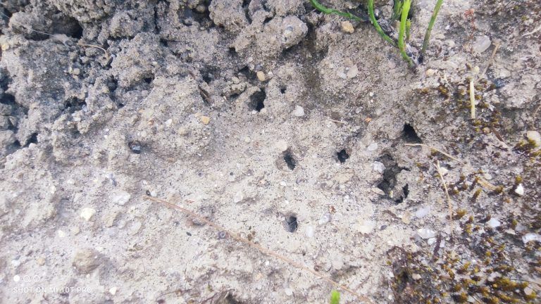 Viele Schlupflöcher finden sich für die Insekten im Arenarium.