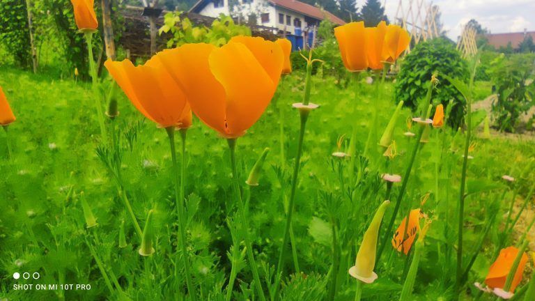 Auf dem Gemeinschaftsacker steht derzeit auch der Türkische Mohn in seiner Blüte.