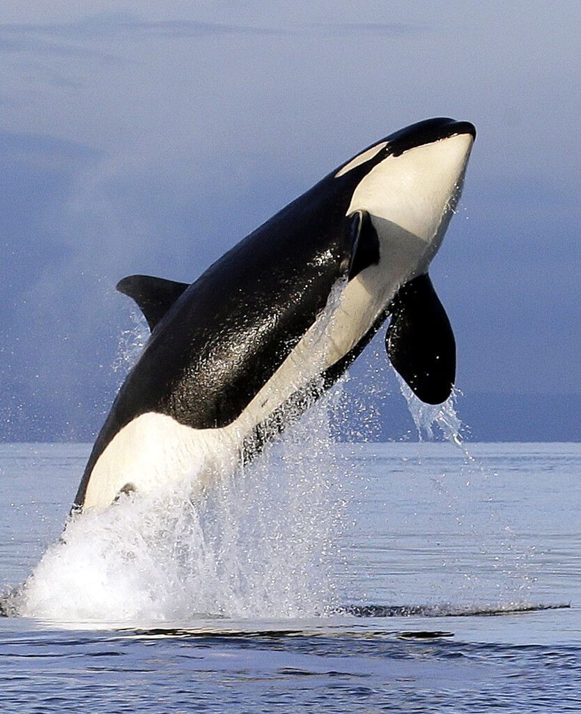 Mysteriöse Orca-Attacken versetzen Segler in Angst