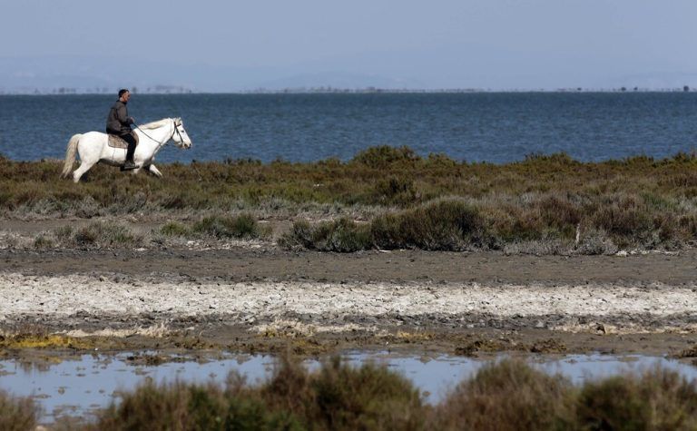 Am Meer entlang galoppierende Pferde. Die Camargue ist bei Naturfreunden ein geschätzter Urlaubsort. Doch der Klimawandel hinterlässt Spuren. Reuters
