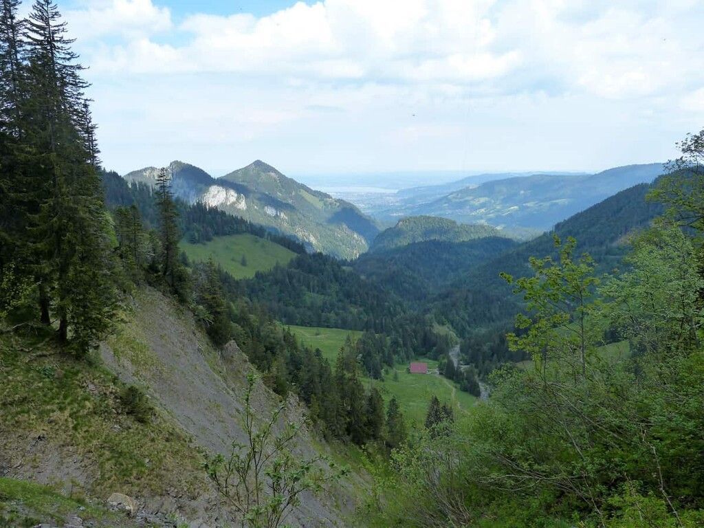 25 Jungkühe stürzten im Dornbirner Alpgebiet ­Unterfluh in den Tod. »A3