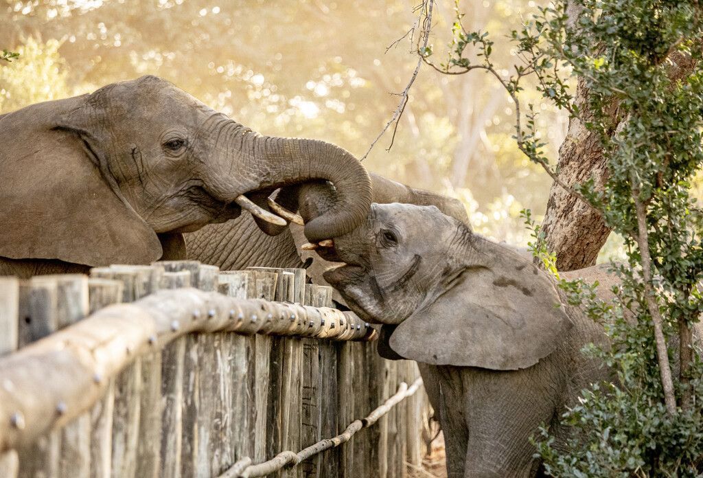 Aufgepäppelte Elefantenwaisen in Simbabwe ausgewildert