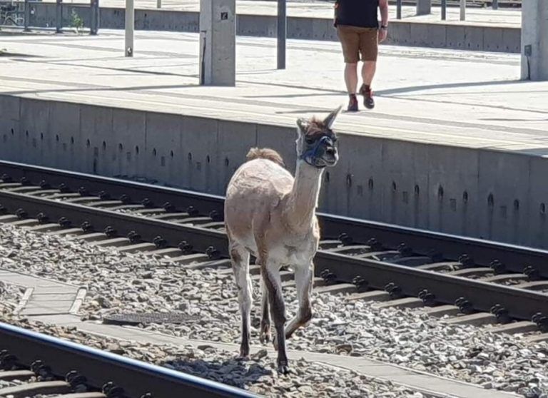 Die Lamas waren im Gleisbereich herumgelaufen. apa/ÖBB