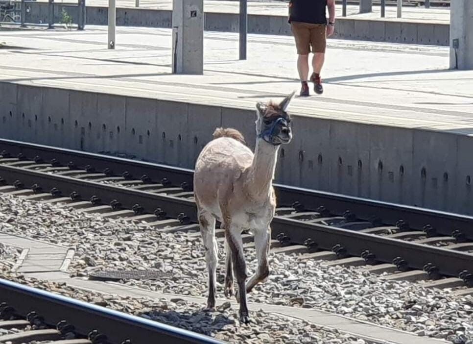Ausgebüxte Lamas auf der Bahnstrecke
