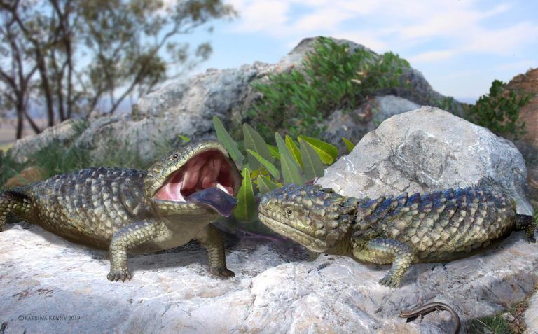 Die Schuppenechse mit dem breiten Schädel war 2,4 Kilogramm schwer. Flinders University