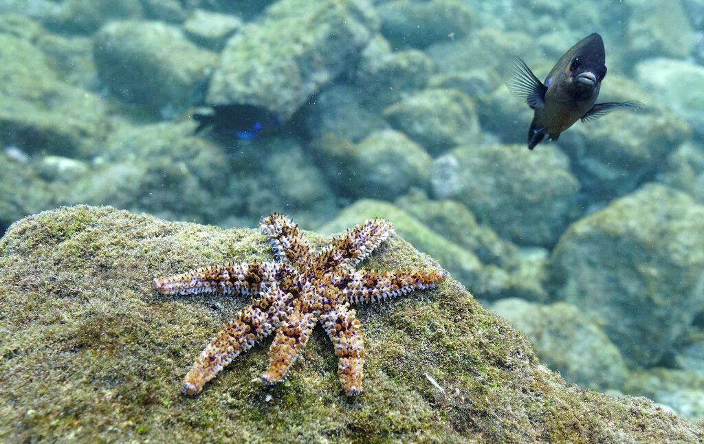 Hunderte tote Seesterne in der Bretagne geben Rästel auf