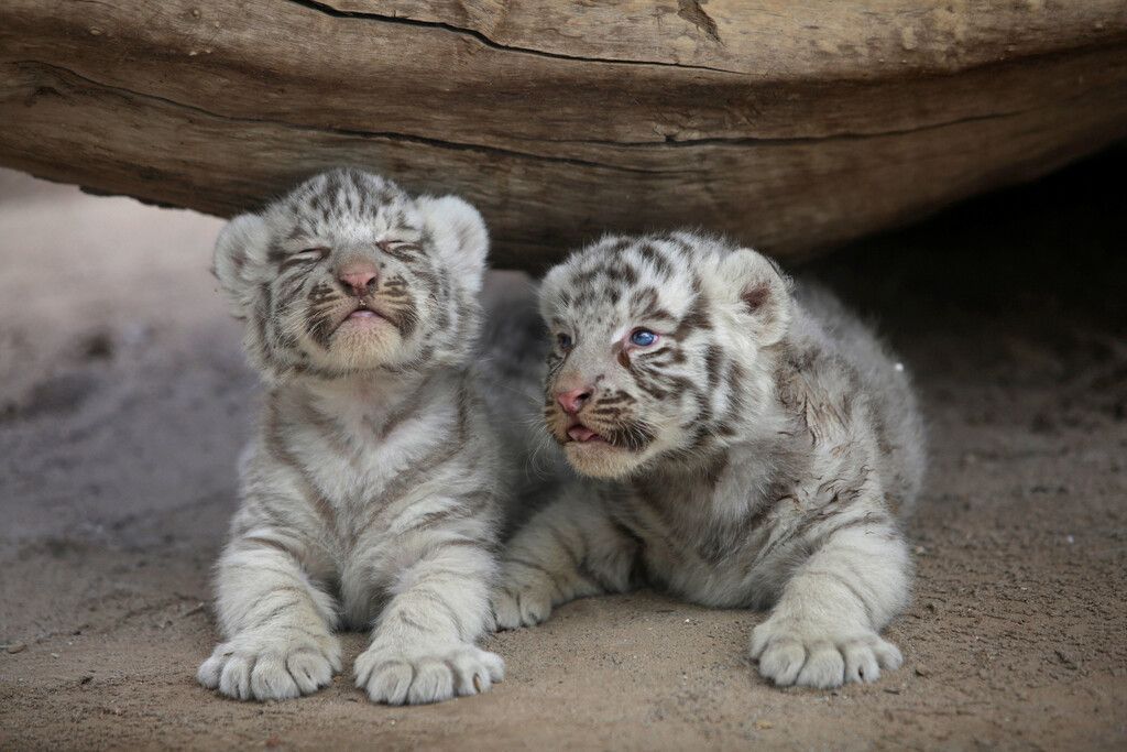 Knuffiger Nachwuchs