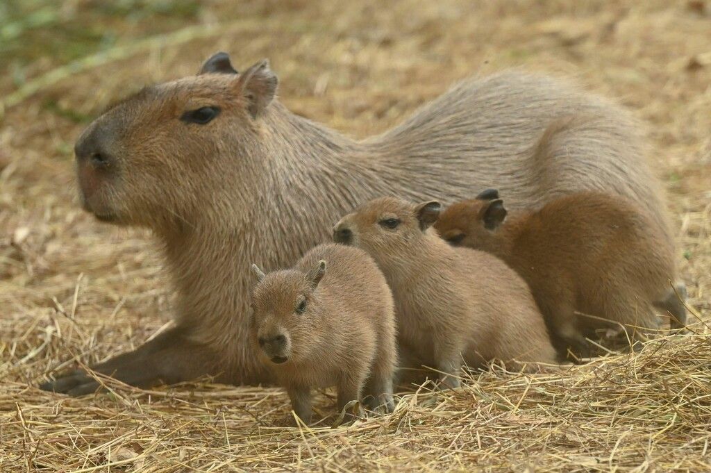 Mama als Ruhepol