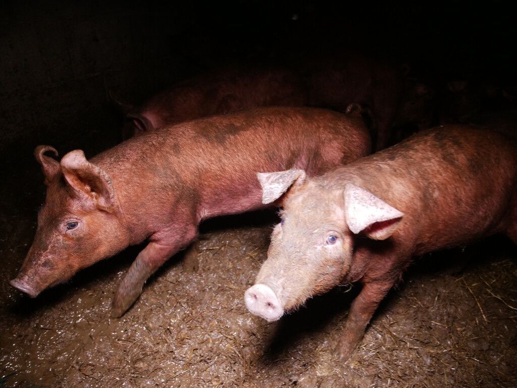 Schweinerei in Bildstein: Verein gegen Tierfabriken hat Hofbetreiber angezeigt. »A2