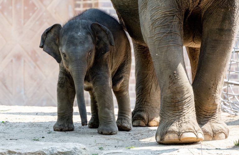 Das Glück im Zoo