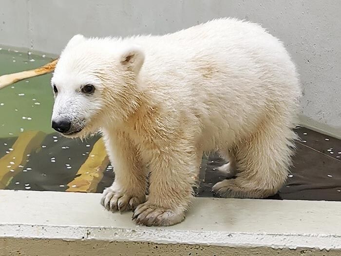 Tierischer Badespaß