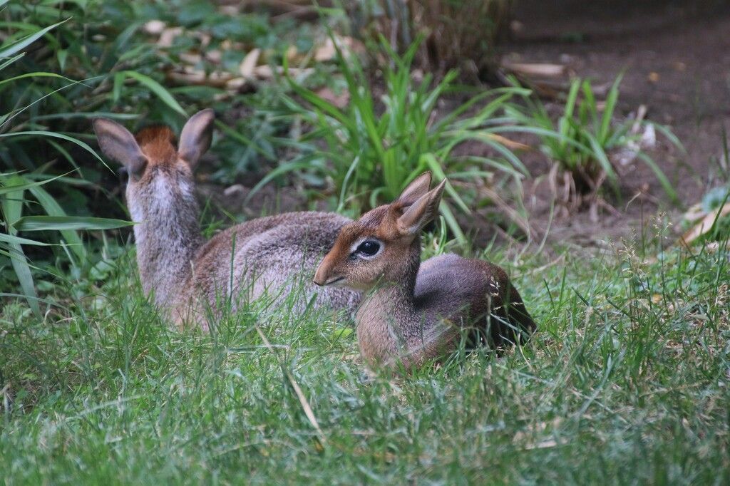 Kleines Kirk Dik-Dik