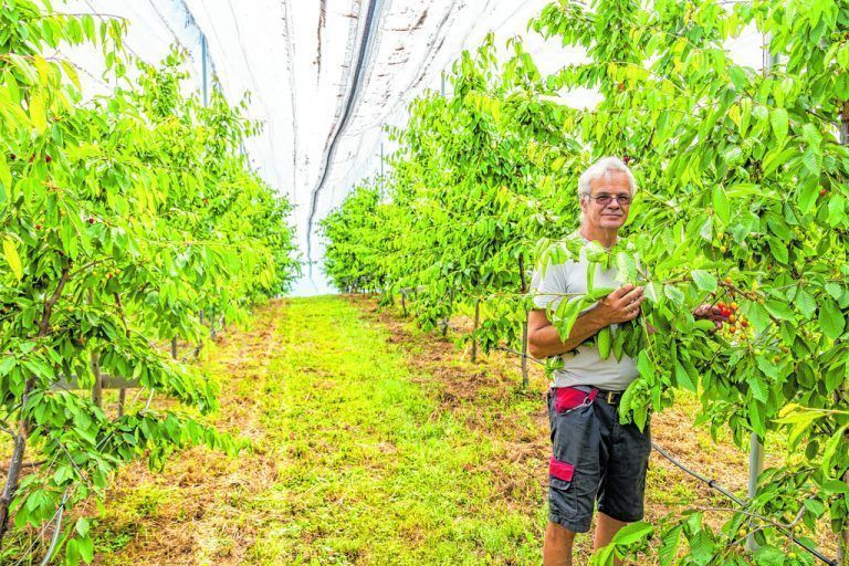 Fraxner Kirschen werden Mangelware