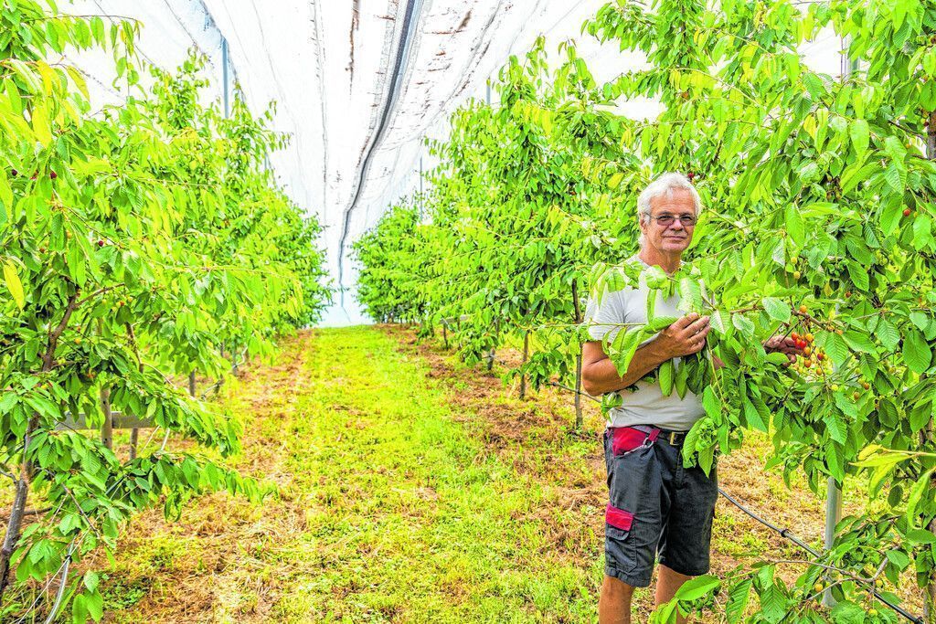 Fraxner Kirschen werden Mangelware