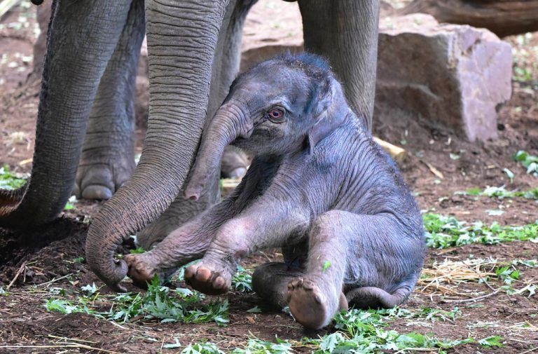 Babyelefant heißt Sarinya