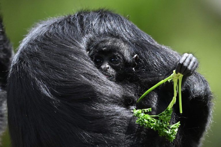 Im Naturschutzgebiet Bioparque Wakata nahe Bogotá, Kolumbien, wird ein Klammeraffen-Baby von seiner Mutter gehalten. AFP