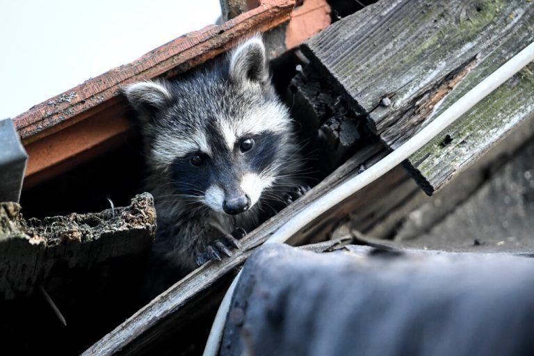 In der deutschen Hauptstadt Berlin schaut ein junger Waschbär neugierig aus seinem Versteck unter einem Dach hervor. APA/DPA