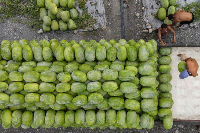 In der Gemeinde Datong in Taiwan beladen Arbeiter einen Wagen mit Wassermelonen. AFP