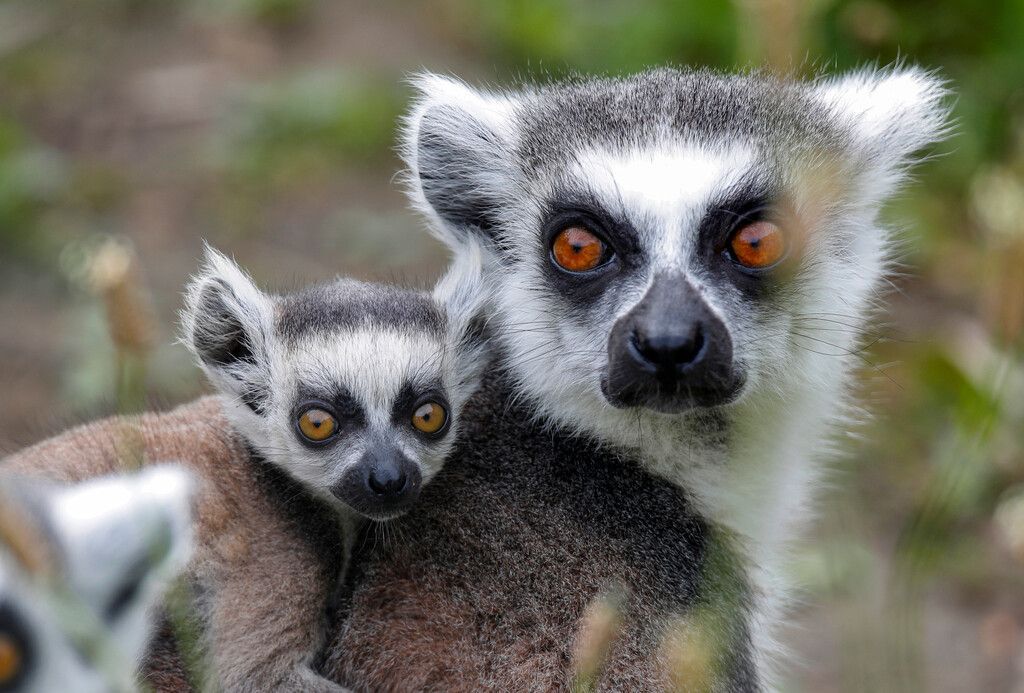 „Geister“ im Pariser Zoologischen Park