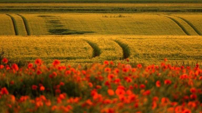 Malerisch: Auf dieser Aufnahme aus Belcourt, Frankreich, ist ein Gerstenfeld hinter Mohnblumen zu sehen. reuters