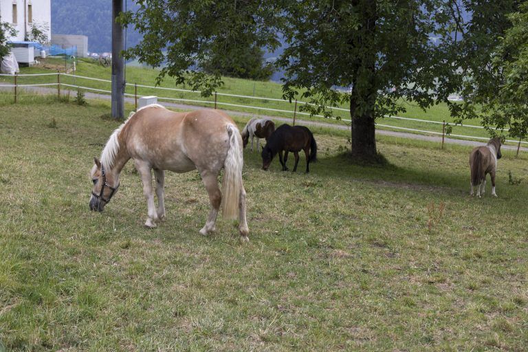 Nelli und Co. grasen jetzt in Sulzberg.