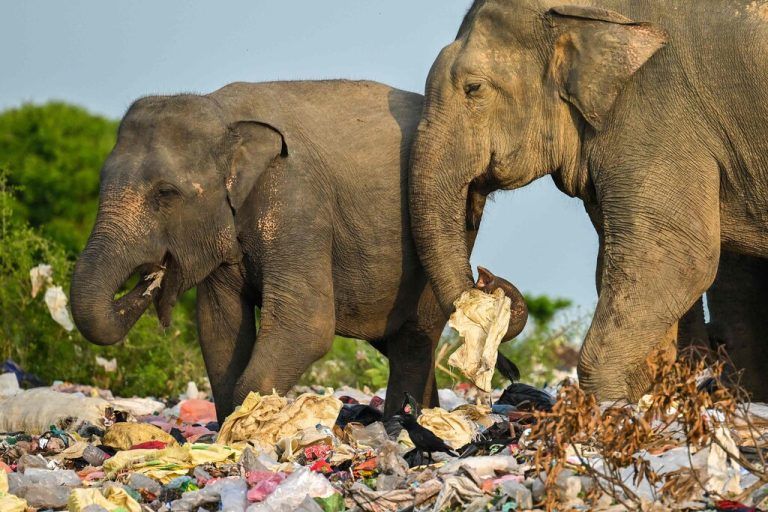 Wild lebende Elefanten suchen passend am Weltumwelttag in Sri Lanka zwischen Plastikabfall nach Nahrungsmitteln. AFP