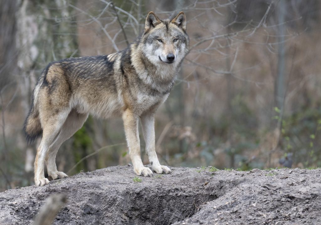 Sein oder nicht sein: Schicksal des Schadwolfs entscheidet sich am Mittwoch