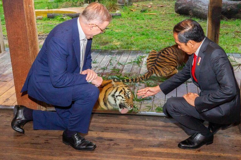 Australiens Premierminister Anthony Albanese (l.) und Indonesiens Präsident Joko Widodo besuchten ein Tigergehege in Sydney. AFP