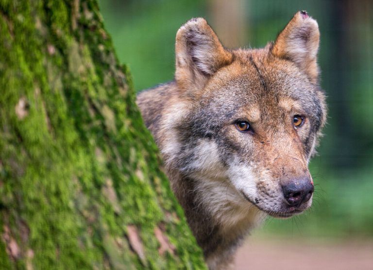 Für den Tod der beiden Kälber am 23. Oktober in Klösterle wurde der Wolf zu Unrecht als Tatverdächtiger geführt. <span class="copyright">Symbolbild dpa</span>