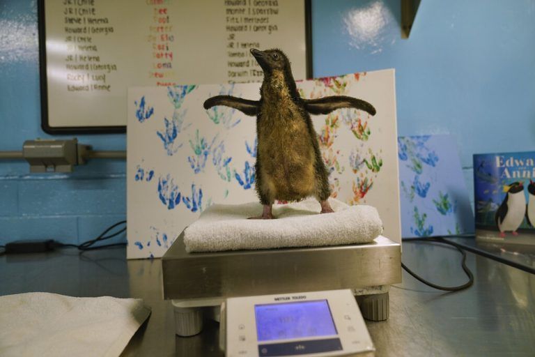 Das jüngste Mitglied der Südlichen Felsenpinguine im Shedd Aquarium in Chicago wird täglich gewogen. AP