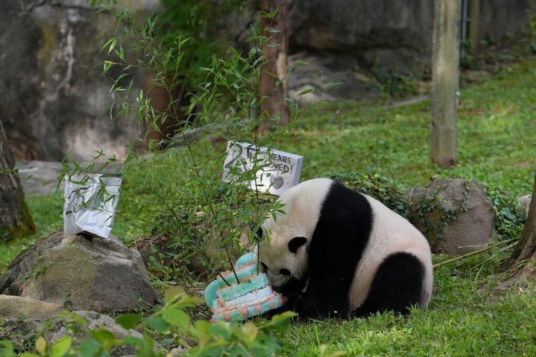 Der Riesenpanda Mei Xiang wurde zu seinem 25. Geburtstag im Zoo in Washington mit einer Torte überrascht. Reuters