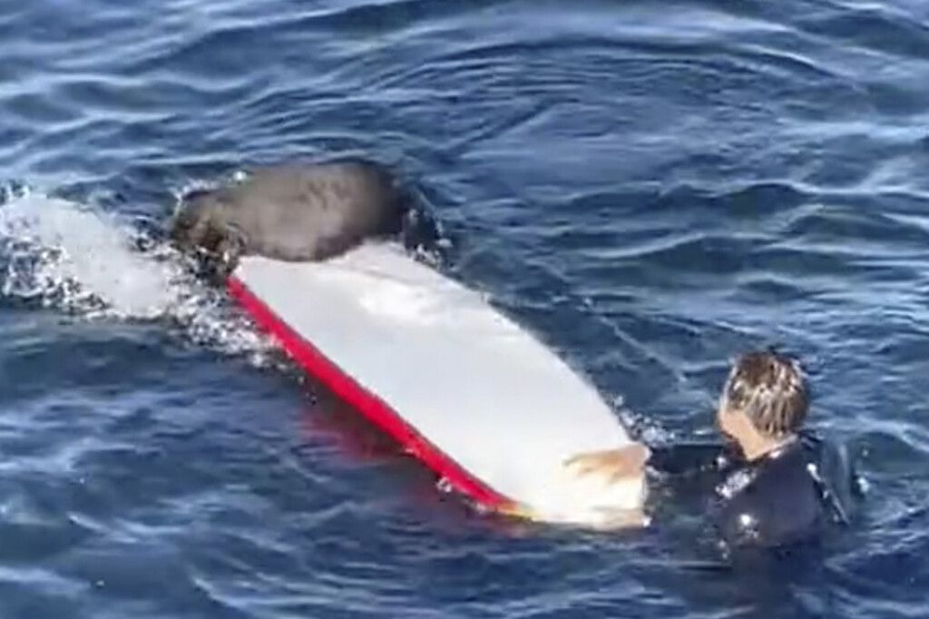 Aggressiver Seeotter schüchtert Surfer ein