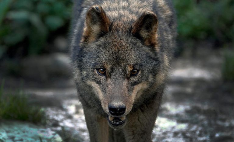 Der Wolf treibt auch in den Niederlanden sein Unwesen.Reuters