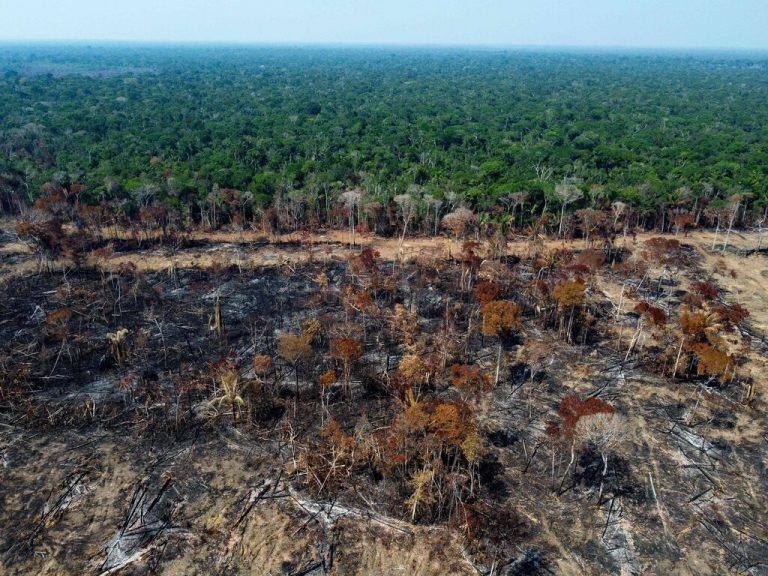 Die Abholzung im Amazonas-Regenwald ist um ein Drittel zurückgegangen. AP