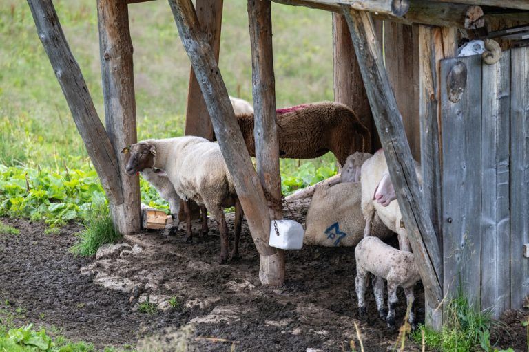 Diese Schafe nahe der Schutzhütte sind relativ sicher. Vn/Rhomberg