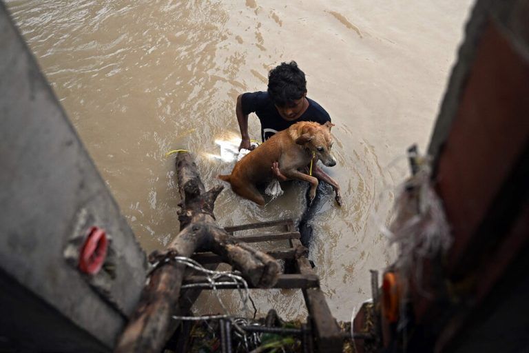 Dieser Mann rettet einen Hund, nachdem der Fluss Yamuna in Folge von heftigem Monsunregen in Neu-Delhi über die Ufer getreten ist. AFP