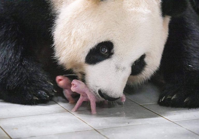 Erstmals sind in Südkorea Riesenpanda-Zwillinge geboren worden. Die Weibchen kamen im Everland-Tierpark bei Seoul auf die Welt. AFP/Everland
