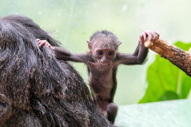 Babyaffe hat nun Namen
