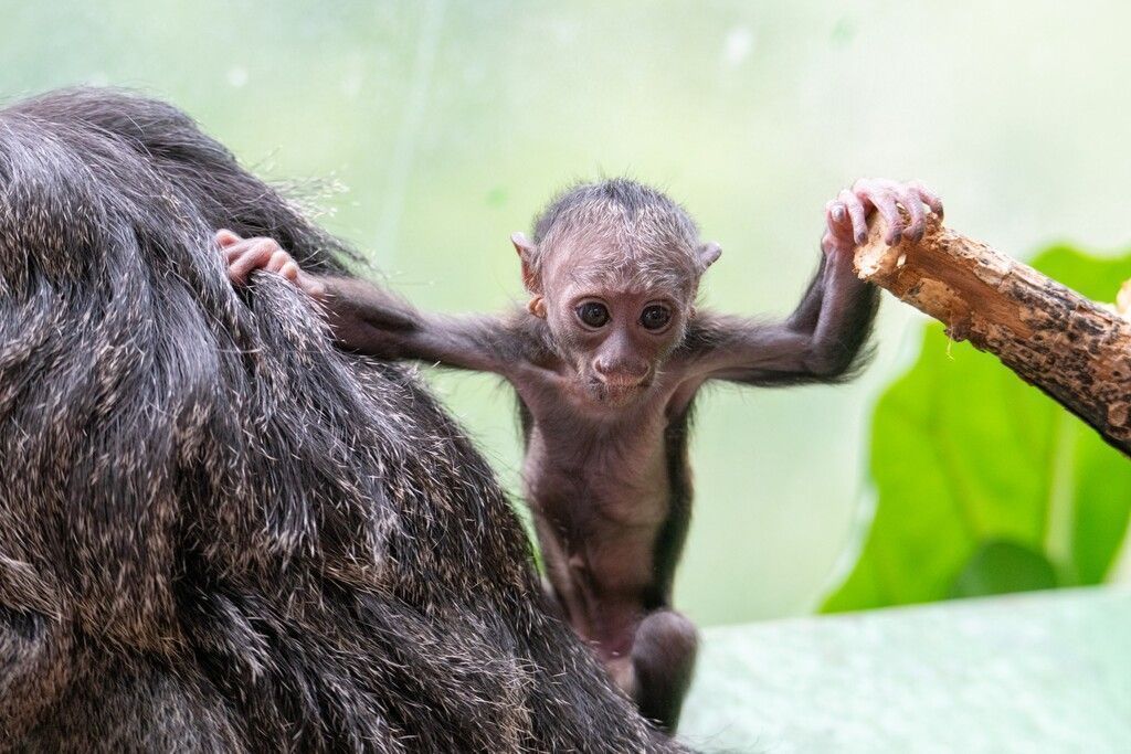 Babyaffe hat nun Namen