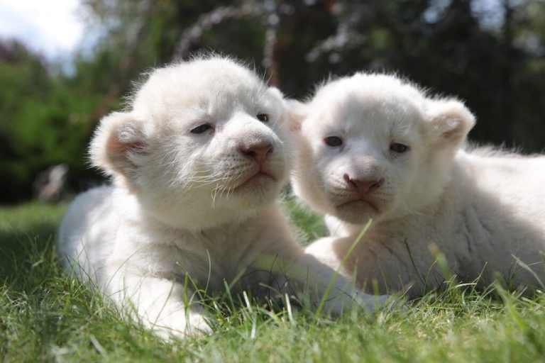 Seltene Großkatzen