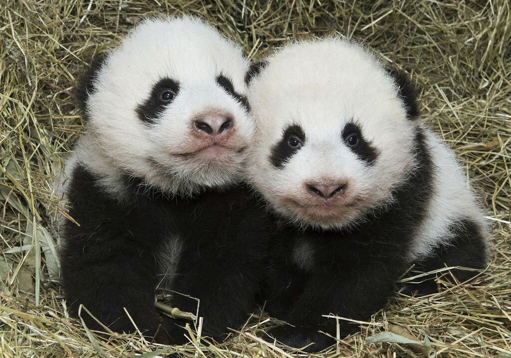 Tiere im Tiergarten Schönbrunn haben künftig keine Namen mehr