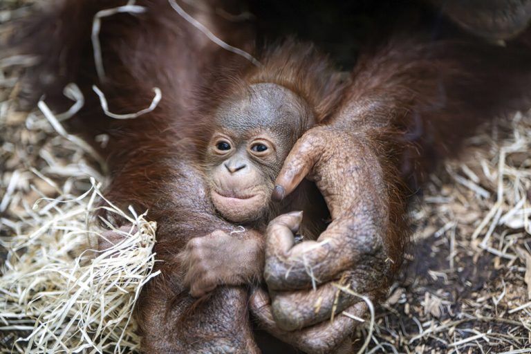 Orang-Utan-Mutter Jingga kümmert sich liebevoll um ihren Nachwuchs. AP