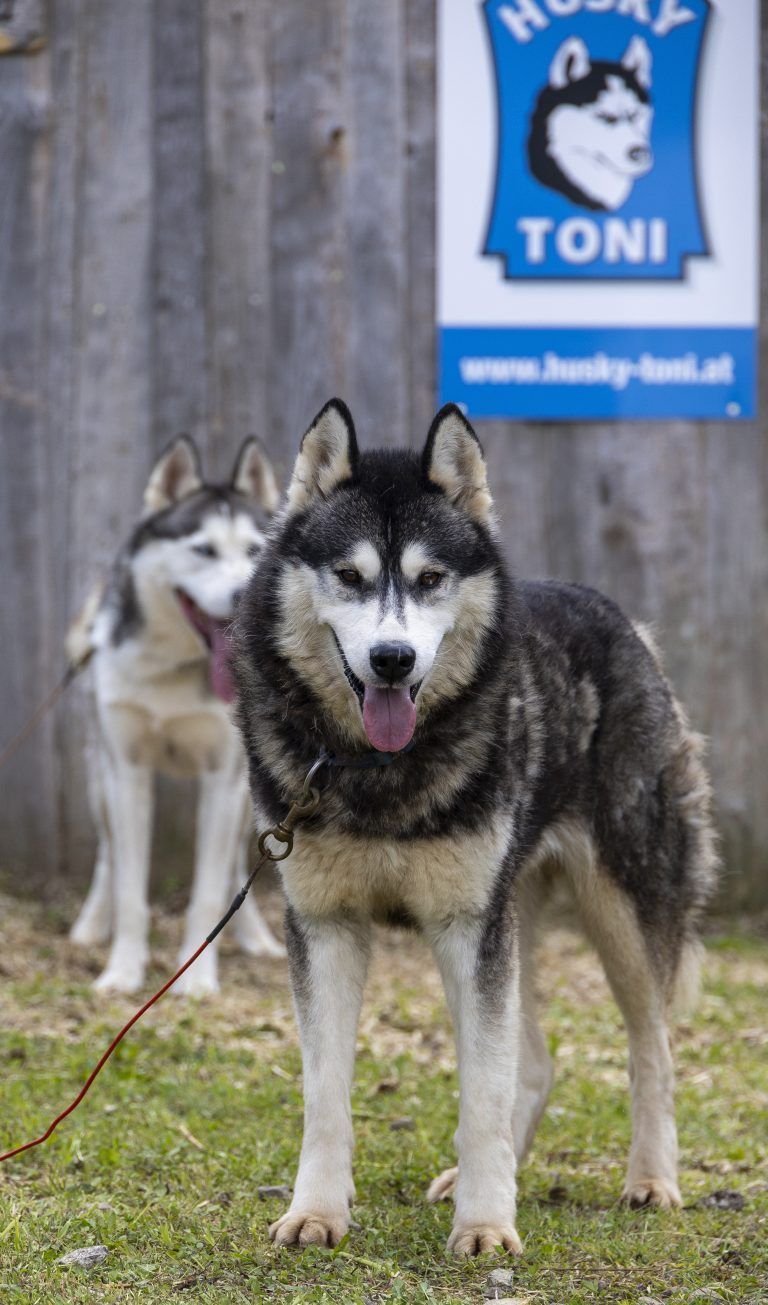 Huskys sind tatsächlich sehr charmante Hunde.