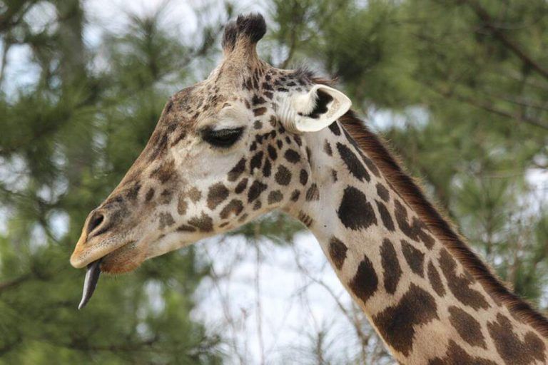 Twiga war eine der ältesten Giraffen in menschlicher Obhut. AP
