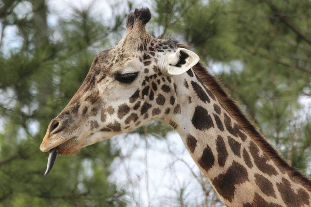 Giraffendame Twiga stirbt mit 31 Jahren