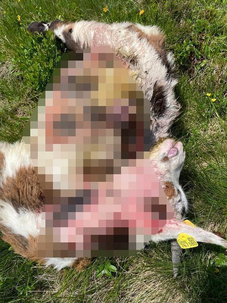 Warum für das Ziegengemetzel auf der Alpe Gafluna nur Wölfe in Frage kommen