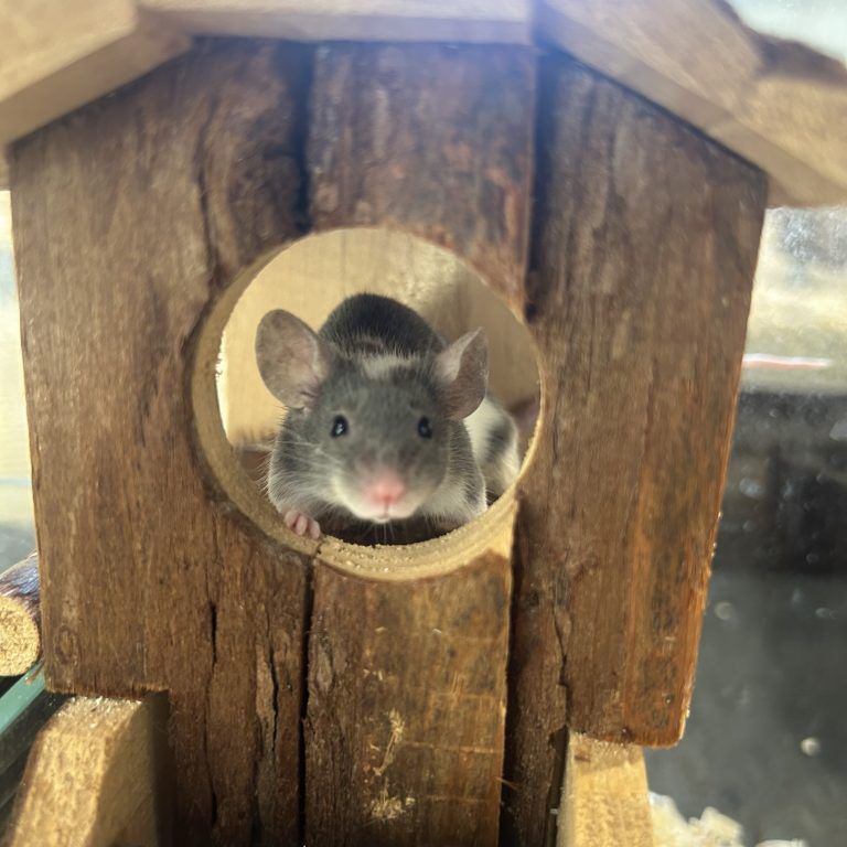 Fipsi, Petzi, Tapsi und Lilly wünschen sich ein neues Zuhause.