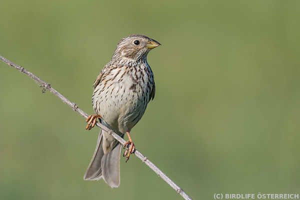 BirdLife: Hälfte aller Vögel in Österreich verschwunden